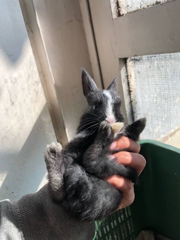 baby rabbits 5