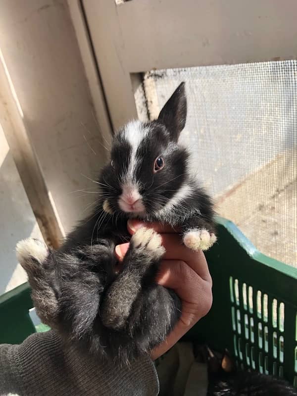 baby rabbits 6