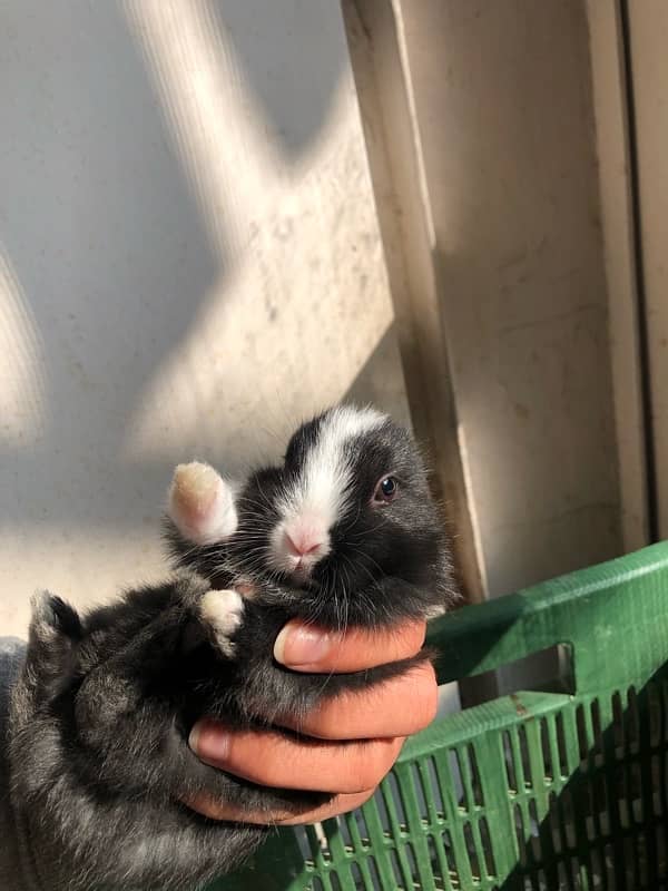 baby rabbits 9