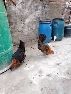 Desi Hens For Sale