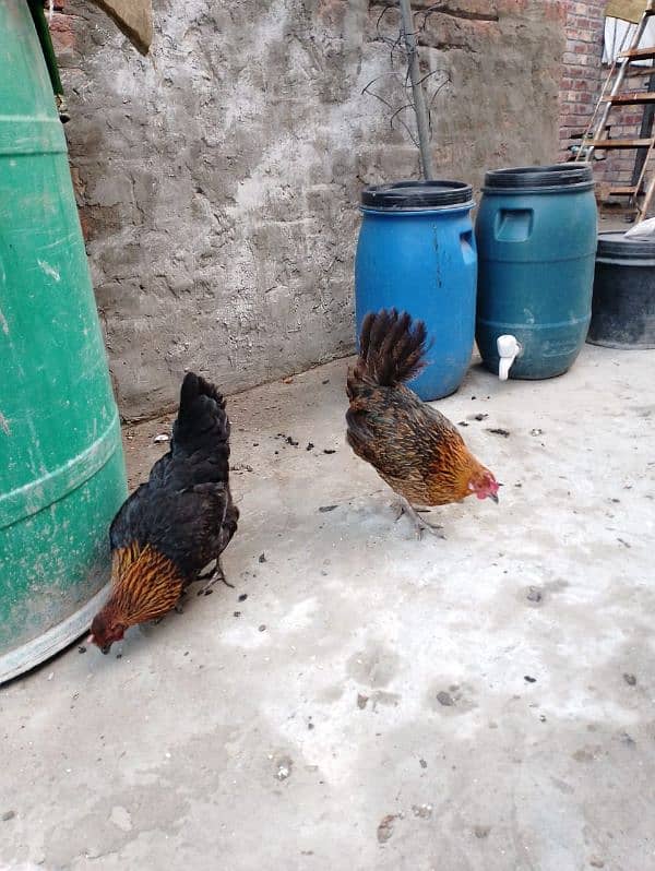 Desi Hens For Sale 0