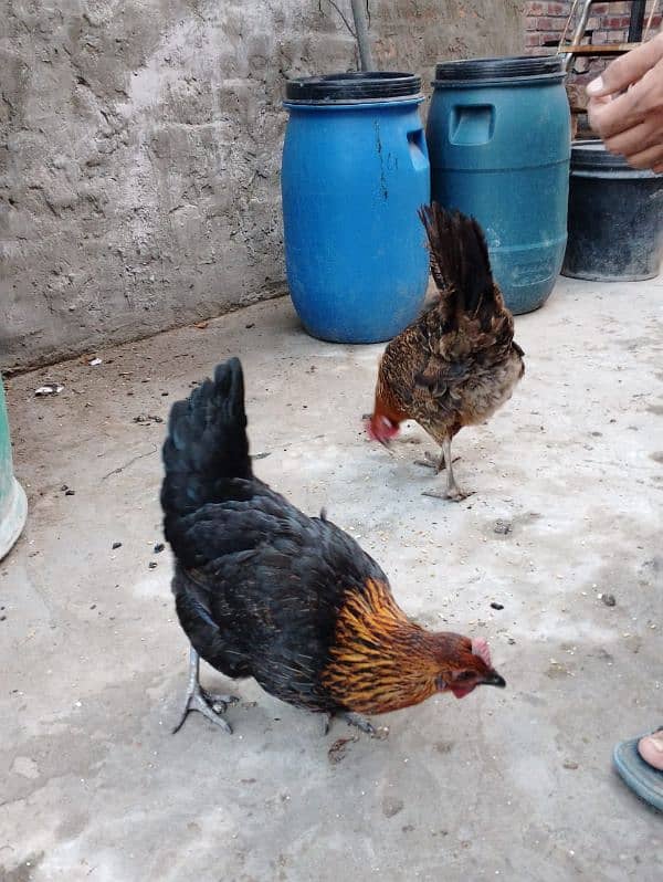 Desi Hens For Sale 1