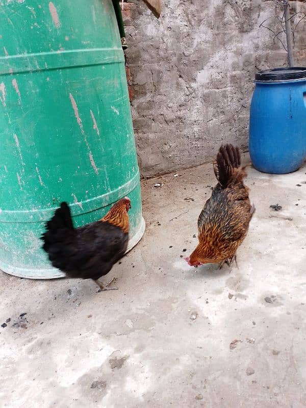 Desi Hens For Sale 2