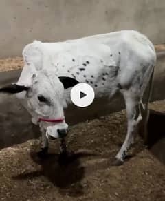 Cow bachri for sale