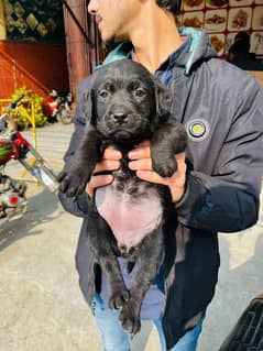 Labrador Puppy Female(pedigree)