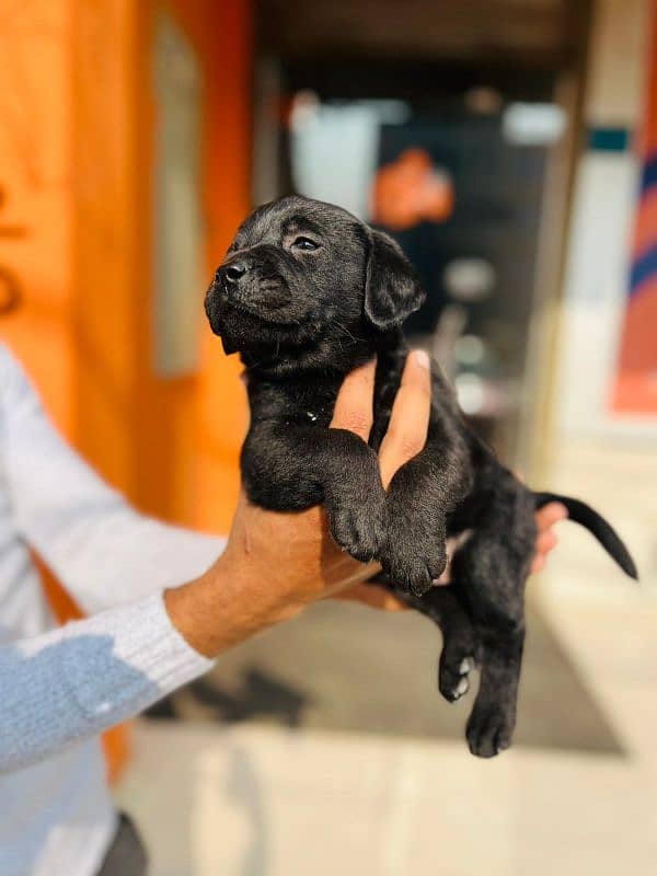 Labrador Puppy Female 1