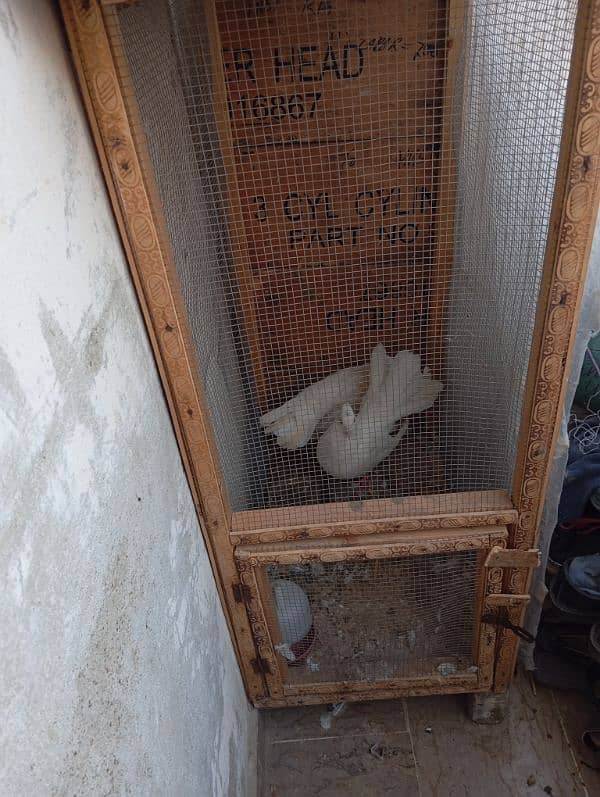 pigeon and cage sell 1