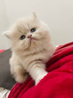 Persian Kitten