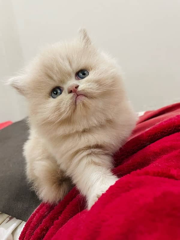 Persian Kitten 1