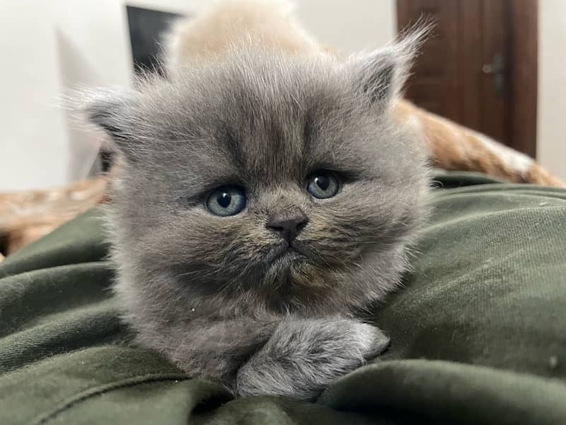 Persian Kitten 2