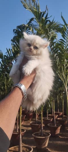 Pure Persians Cats