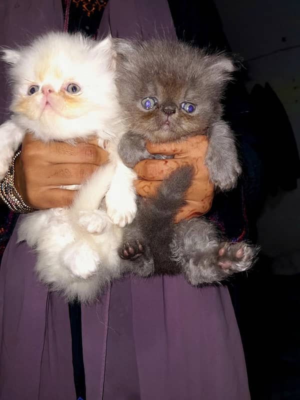 Pure Persians Cats 8