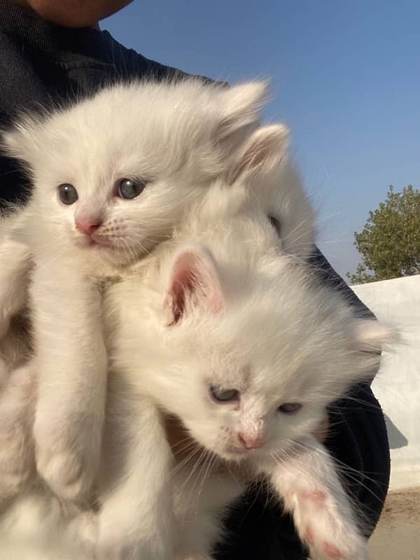 Pure Persians Cats 10