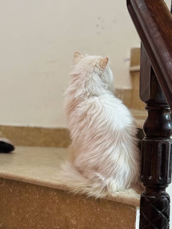 persian cat 0