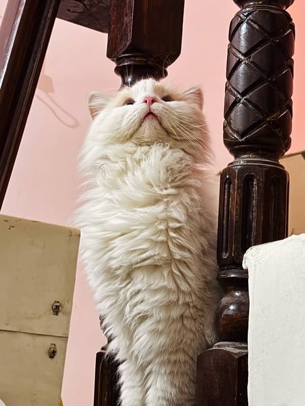 persian cat 1