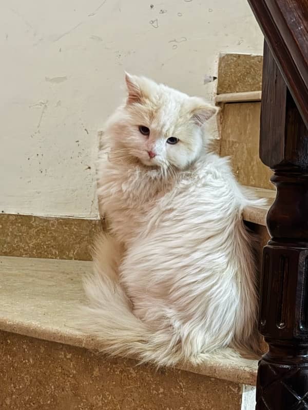 persian cat 2