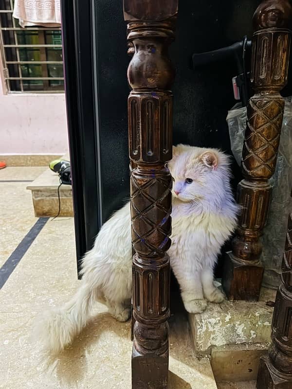 persian cat 4