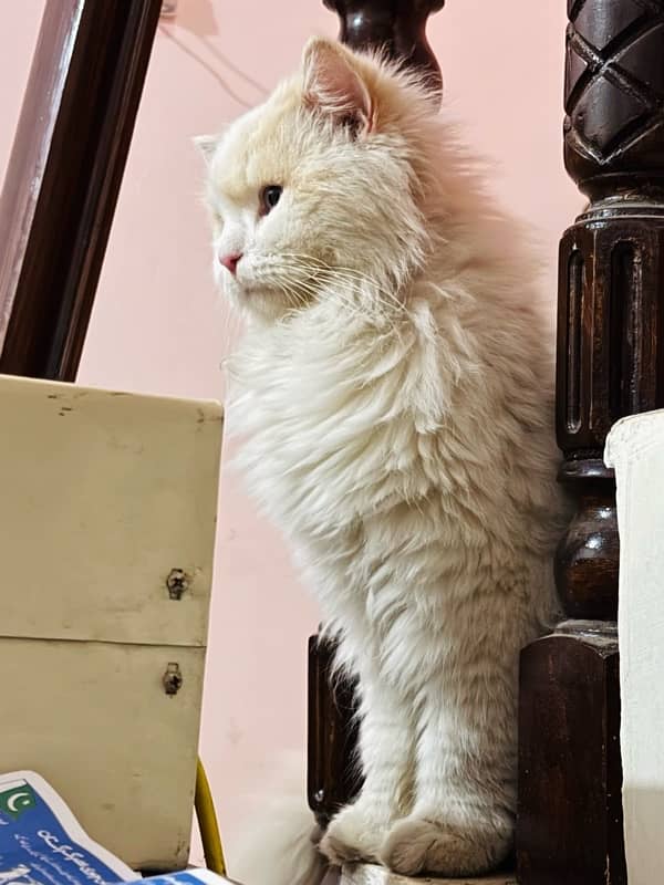 persian cat 5