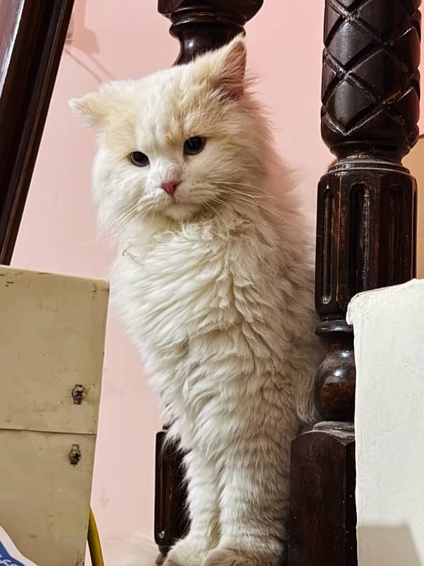 persian cat 6