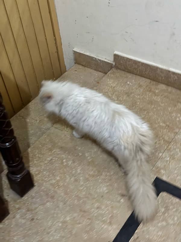 persian cat 8