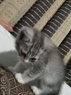 Persian Kitten