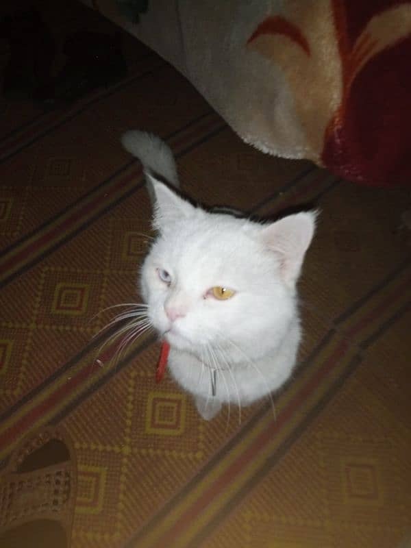 white cats forsale 0