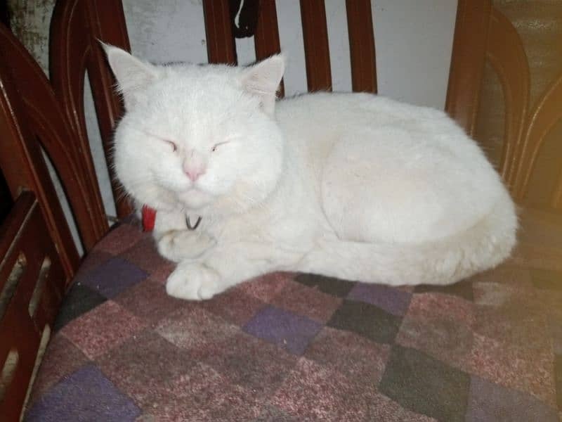 white cats forsale 1