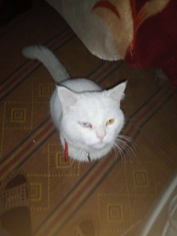 white cats forsale 4