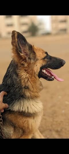 German shepherd femail single code