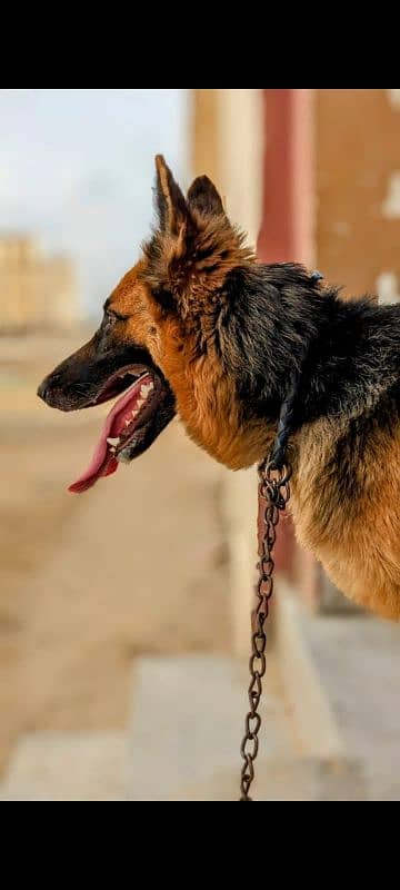 German shepherd femail single code 2