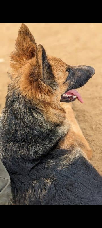 German shepherd femail single code 6