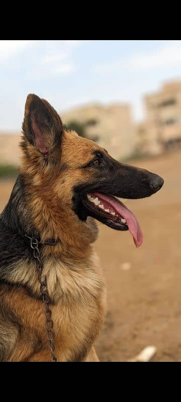 German shepherd femail single code 7