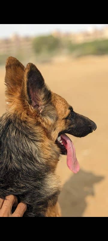 German shepherd femail single code 11