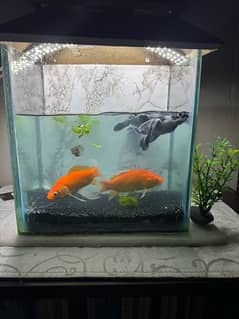 goldfish for sale