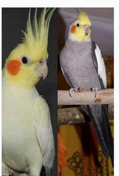 breeding pair for sale