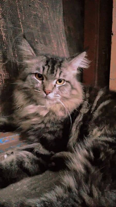 Beautiful Persian doll face male cat Triple coat and Three colours 0