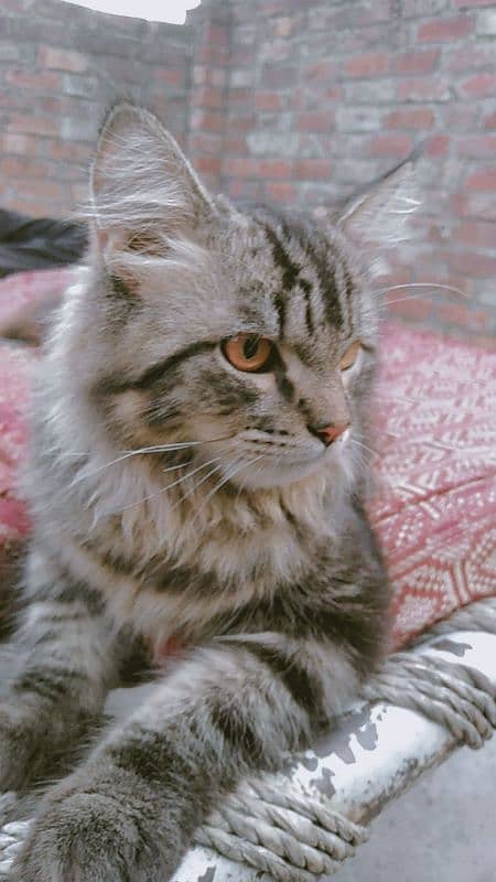 Beautiful Persian doll face male cat Triple coat and Three colours 2