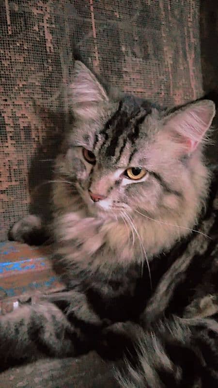 Beautiful Persian doll face male cat Triple coat and Three colours 3