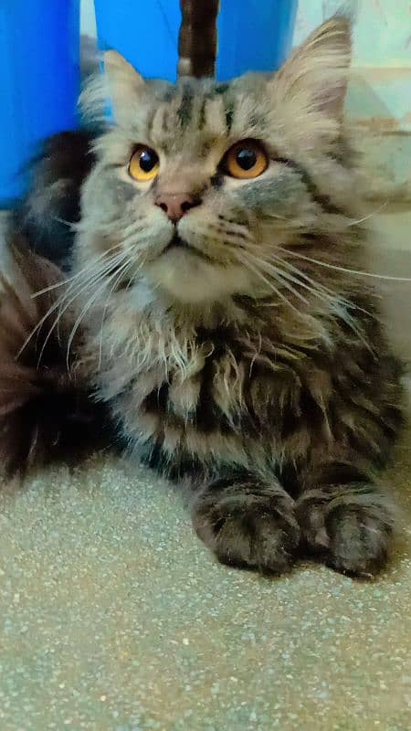 Beautiful Persian doll face male cat Triple coat and Three colours 6