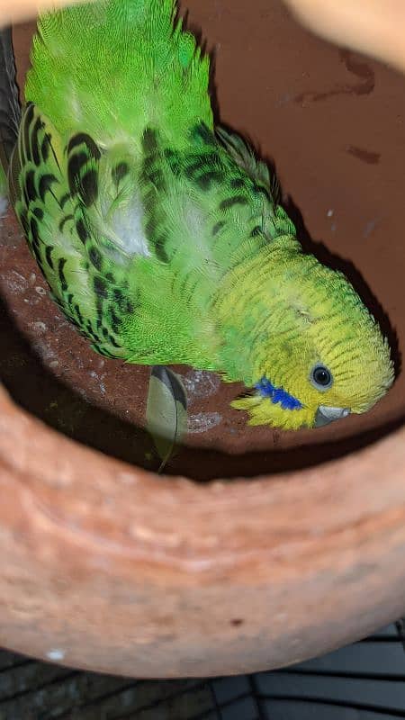 Australian parrot colony 3