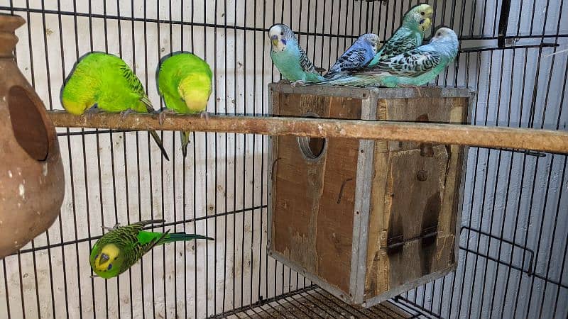 Australian parrot colony 4