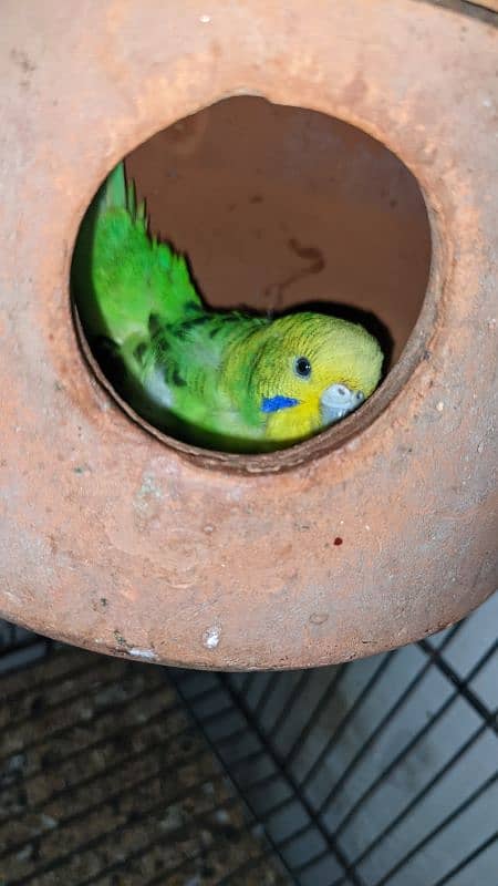 Australian parrot colony 5