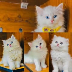 punch face triple Cote kitten cat male and female