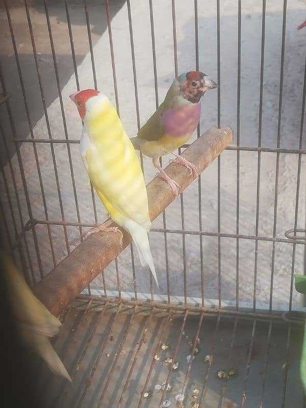 blue gouldian lutino gouldian finch 2