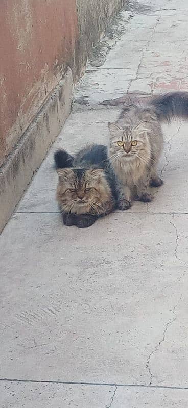 Pair Of Persian Cat 0