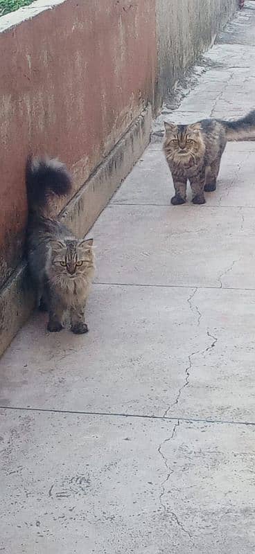 Pair Of Persian Cat 1