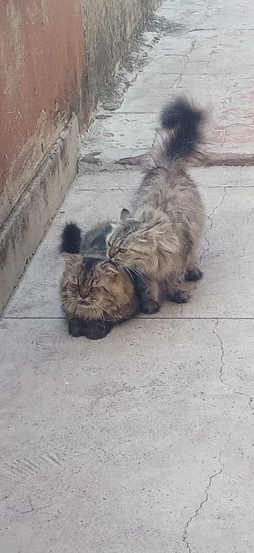 Pair Of Persian Cat 2