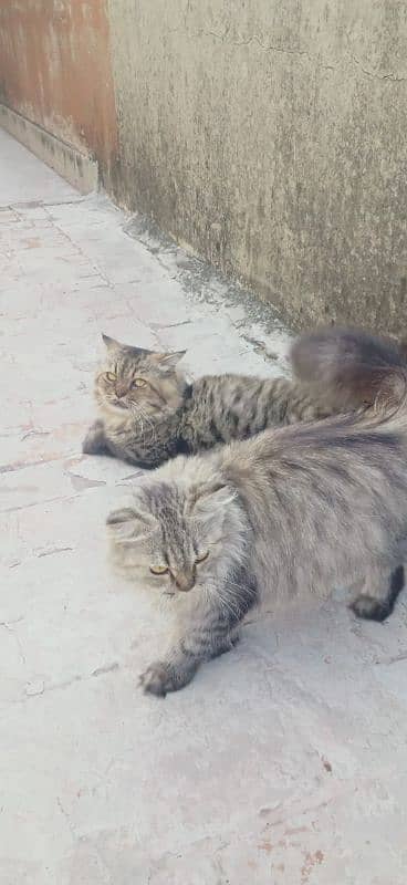 Pair Of Persian Cat 3