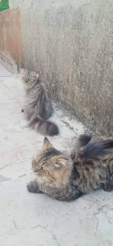 Pair Of Persian Cat 4