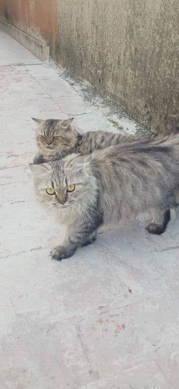 Pair Of Persian Cat 6